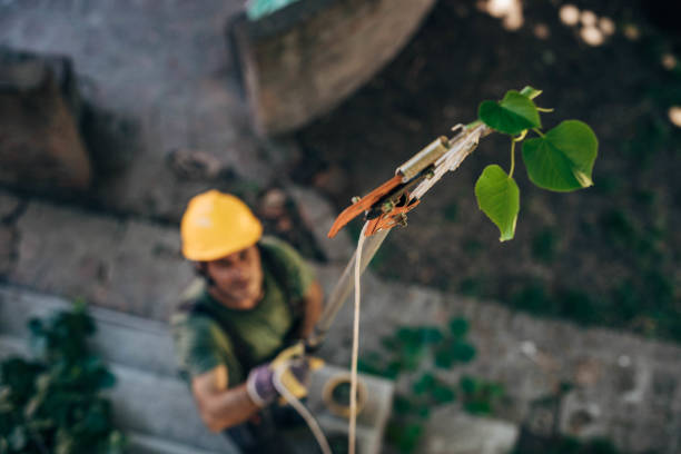 The Steps Involved in Our Tree Care Process in Wellsville, OH